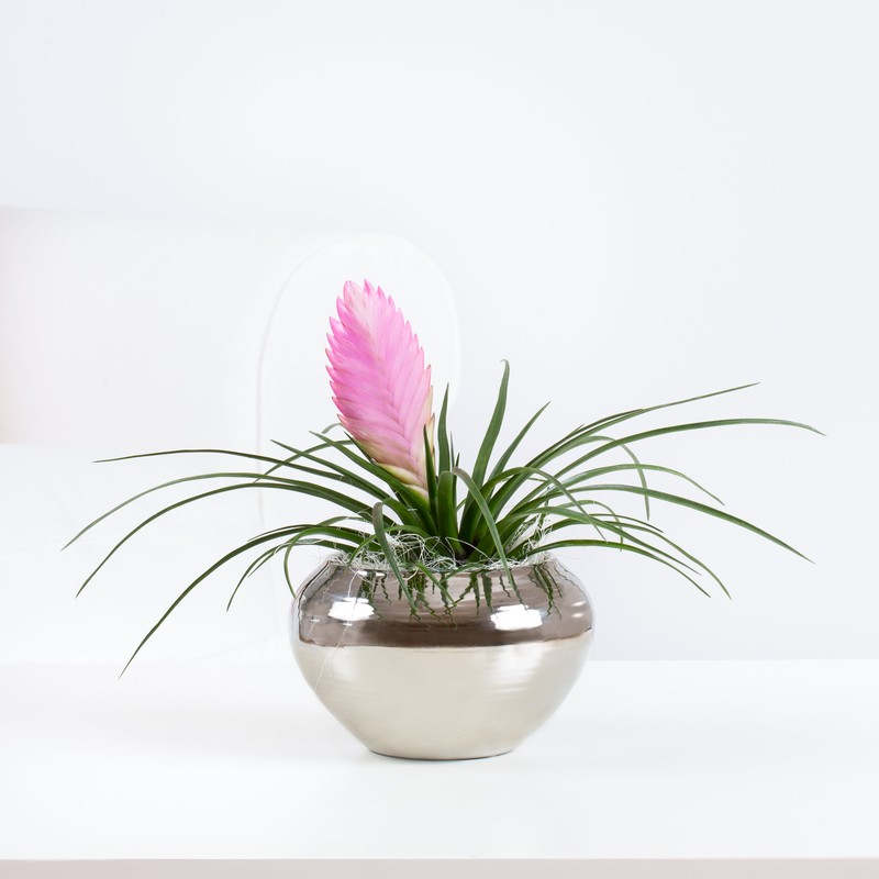 Tillandsia